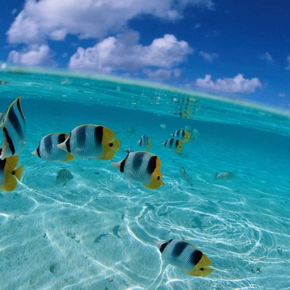 Meet your Posher, William - Picture 1 of 1